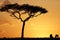 Typical Masai Mara tree and Wildebeest during sunset at Masai Mara