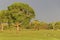 Typical meadow and forest landscape in the Pantanal Wetlands, green grass and warm sunlight, Mato Grosso, Brzail