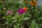 Typical Mexican flowers sown along urban parks