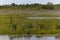 Typical Minnesota marshlands in Sring