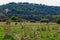 Typical Moldovan landscape of a green agrarian country Republic of Moldova. Background with copy space