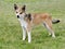 Typical Norwegian Lundehund on a green grass lawn