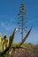 A typical old big withered `Agave Americana` in the Provence of South France