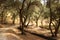 Typical olive trees forest on Corfu, Greece