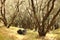 Typical olive trees forest on Corfu, Greece