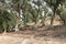 Typical olive trees forest on Corfu, Greece