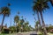 Typical palms along the street in Beverly Hills