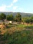 Typical panorama of italian country with green trees and little houses