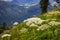 Typical panoramic view in the Austrian Alps with mountains and fir trees - Mount Loser Altaussee