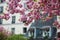 Typical Parisian building and cherry blossom trees