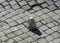 Typical pavement of the streets of Rome with cobblestone sanpietrini.