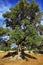 Typical plantation with old oddity olive trees in Apulia region