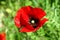 Typical poppy flower with its characteristic deep red color