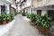 A typical potted street with coves (zantedeschia aethiopica)