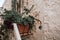 Typical Puglia Cactus in Plant Pot on Old Italian Street in Ostuni