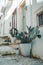 Typical Puglia Cactus in Plant Pot on Old Italian Street in Ostuni