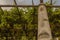 A typical pylon of stone and lime of the vineyards of Carema, Pi