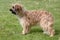 Typical Pyrenean Sheepdog on a green grass lawn