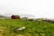 Typical red rorbu fishing hut in village , Lofoten