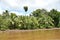 Typical riparian vegetation of the rain forest with palm trees