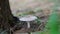 Typical round Kukurmutta or Mashroom view,white Mashroom growing up in a farmland. .