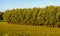 Typical row of willow trees in early morning sunlight