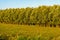 Typical row of willow trees in early morning sunlight