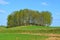 A typical rural cemetery in the Belarusian province