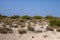 Typical sand dune vegetation