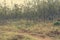 Typical savanna landscape of woodland grassland and red soil.