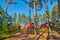 Typical Scandinavian Houses in Pine Forest