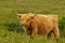 Typical Scottish cow