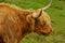 Typical Scottish cow