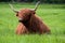 A typical Scottish furry brown Highland Cattle cow lies on a green field. It has large corners on the barrel.
