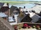 Typical slate roofs of houses from Mont Saint Michel