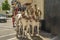 Typical Spanish coachmen ride tourists in a four-horse-drawn carriage in the streets of Jerez de la Frontera, Andalusia, Spain May