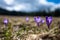 Typical spring mountain flowers. Crocus vernus, Crocus heuffelianus, Crocus scepusiensis. The Tatra Mountains