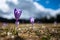 Typical spring mountain flowers. Crocus vernus, Crocus heuffelianus, Crocus scepusiensis. The Tatra Mountains