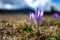Typical spring mountain flowers. Crocus vernus, Crocus heuffelianus, Crocus scepusiensis. The Tatra Mountains