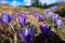 Typical spring mountain flowers. Crocus vernus, Crocus heuffelianus, Crocus scepusiensis. The Tatra Mountains