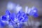 Typical springflowers, common hepatica Anemone hepatica, Hepatica nobilis