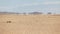 Typical steppe landscape