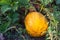 Typical styrian pumpkin field,