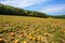 Typical styrian pumpkin field