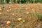 Typical styrian pumpkin field in autumn, Austria or Slovakia