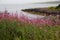 Typical summer flowers in the Canadian countryside