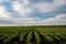 Typical summer landscape, sown field and sunset sky