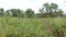 Typical summer time meadow landscape at Havel river in Havelland Germany.