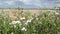 Typical summer time meadow landscape at Havel river in Havelland Germany.