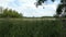 Typical summer time meadow landscape at Havel river in Havelland Germany.